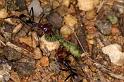 Iridomyrmex_purpureus_D7112_Z_88_Camping near sewage_Australie